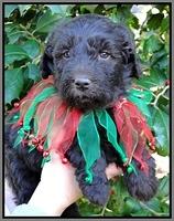 TH pups 5 wks old 35