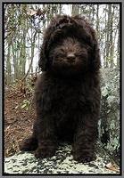 TH pups 8 wks old 62