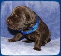TH pups 2 wks old 11