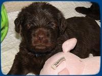 TH pups 3 wks old 54