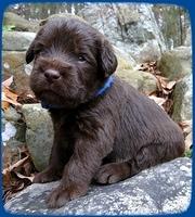 TH pups 3 wks old 8