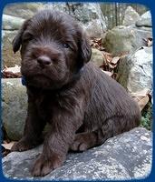 TH pups 3 wks old 9