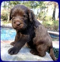 TH pups 4 wks old 40