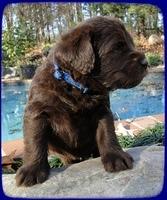 TH pups 4 wks old 41