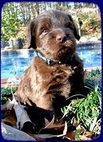 TH pups 4 wks old 43