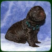 TH pups 2 wks old 22