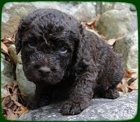 TH pups 3 wks old 21