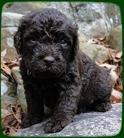 TH pups 3 wks old 22