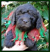 TH pups 5 wks old 30