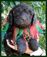 TH pups 5 wks old 31