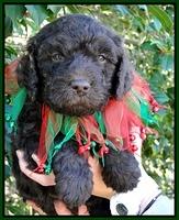 TH pups 5 wks old 32