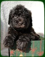 TH pups 5 wks old ab 35