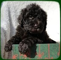 TH pups 5 wks old ab 36