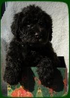 TH pups 5 wks old ab 37