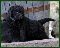 TH pups 5.5 wks old 68