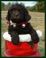 TH pups 6.5 wks old 31