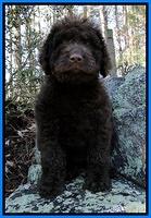 Wheeler family: Cadbury..."Caddie"