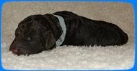 AH pups 1 day old 28