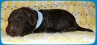 TH pups 1 wk old 28