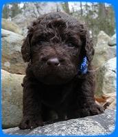 TH pups 3 wks old 27