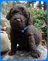 TH pups 3 wks old 29