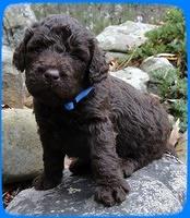 TH pups 3 wks old 30