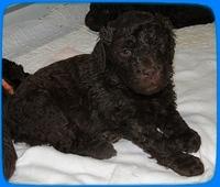 TH pups 3 wks old 51