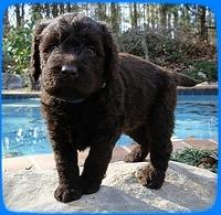 TH pups 4 wks old 10