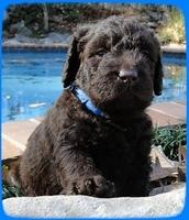 TH pups 4 wks old 12