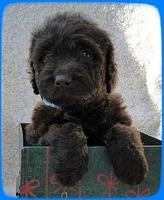TH pups 5 wks old ab 26