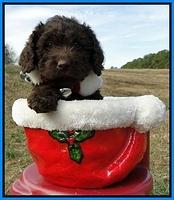 TH pups 6.5 wks old 25