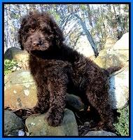 TH pups 8 wks old 14