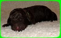 TH pups 1 day old 8