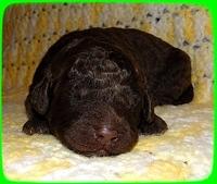TH pups 1 wk old 7