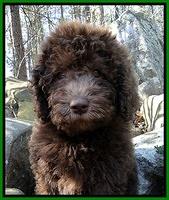 TH pups 8 wks old 101