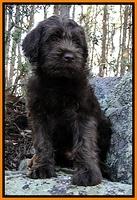 Boswell family: Bonanza "BO"