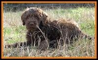 MG pups 6 wks old 125
