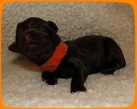 TH pups 1 day old 24