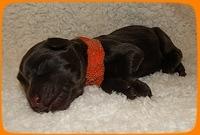 TH pups 1 day old 26