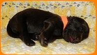 TH pups 1 wk old 25