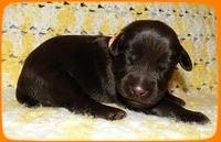 TH pups 1 wk old 26