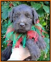 TH pups 5 wks old 29