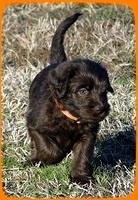 TH pups 5.5 wks old 21
