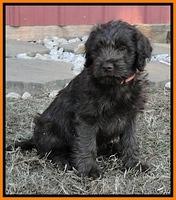 TH pups 8 wks old 82