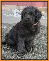 TH pups 8 wks old 83