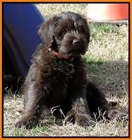 TH pups 8 wks old playtime 3