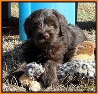 TH pups 8 wks old playtime 4