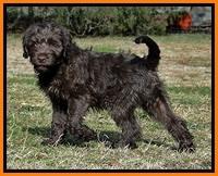 TH pups 9 wks old 12