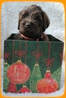 Th pups 5 wks old ab 15