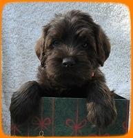 Th pups 5 wks old ab 16